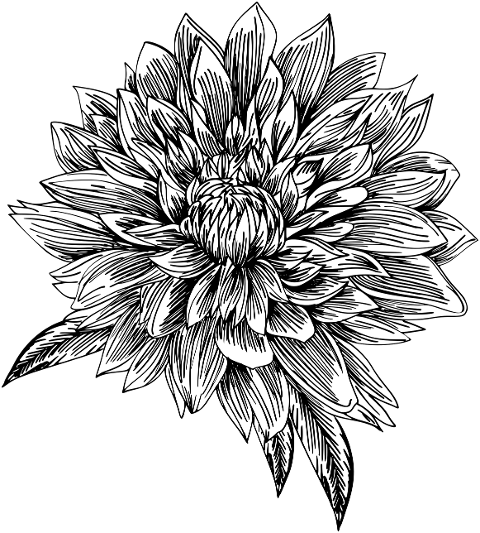 flower-plant-line-art-bloom-petals-6471755