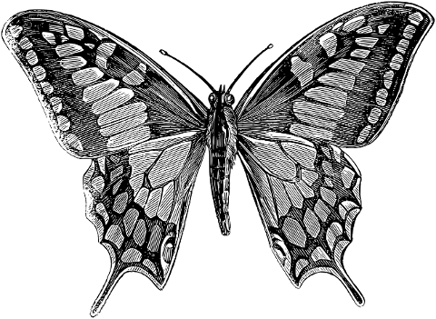 butterfly-animal-insect-wings-7402310