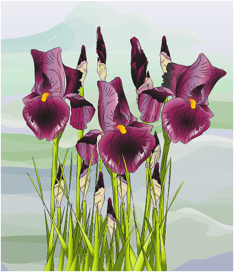 iris-flowers-plant-water-irises-6675837