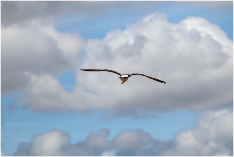 gull-bird-sky-clouds-prey-flying-4464485
