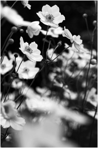 black-and-white-anemone-white-4779568