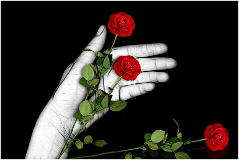 flowers-red-roses-roses-romantic-4804188