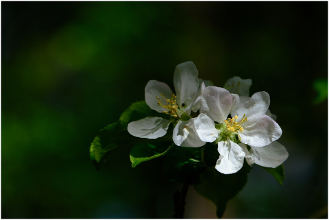 blossom-bloom-white-blossom-bloom-4617410