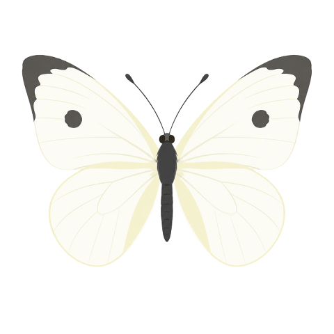 butterfly-small-white-wings-10365494