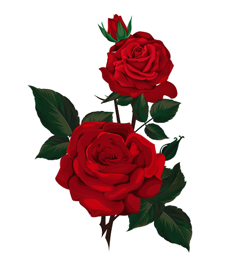 roses-flowers-watercolor-red-roses-6074751