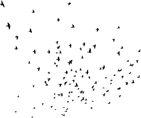 birds-flying-silhouette-flock-5756728