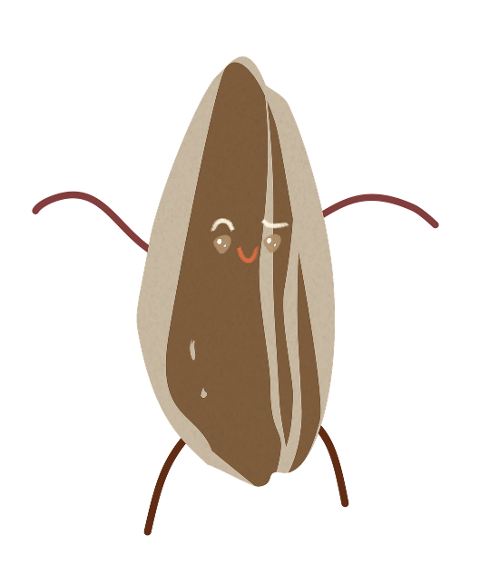 sunflower-seed-sunflower-seed-10465989