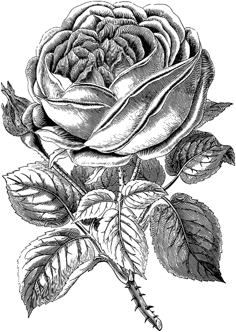 rose-flower-sketch-line-art-7136832