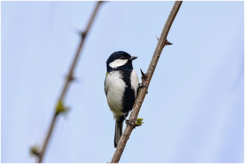 animal-sky-wood-sting-bird-5049837