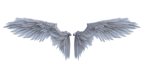 angel-wings-fairy-isolated-4870050
