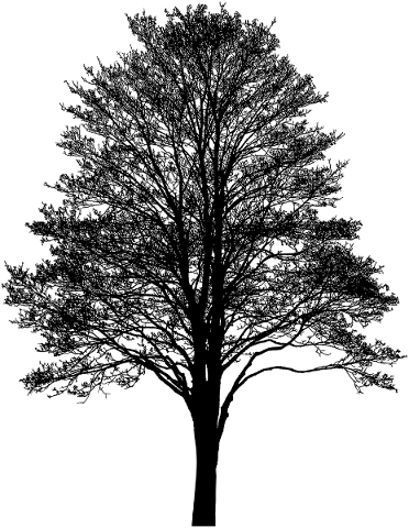 tree-landscape-silhouette-plant-5118156