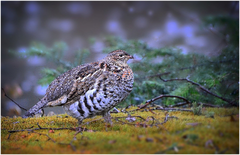 grouse-bird-animal-ruffed-grouse-6231844