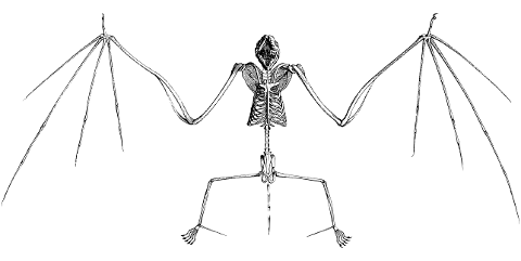 bat-skeleton-bones-line-art-4575927