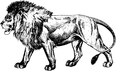 lion-predator-wildlife-africa-6153744