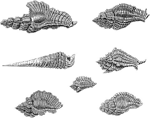 sea-shells-shells-line-art-mollusk-7344764
