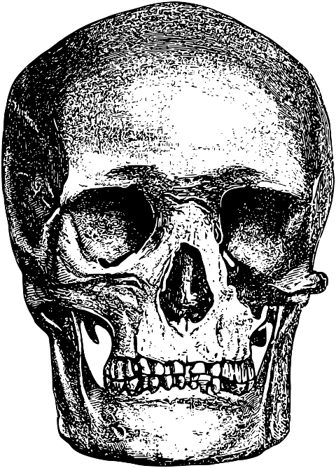 skull-head-line-art-skeleton-bones-7136932