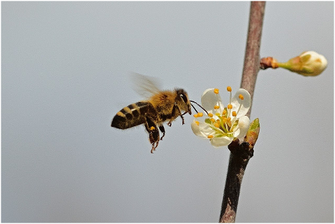 bee-honey-bee-flowers-close-up-6230683