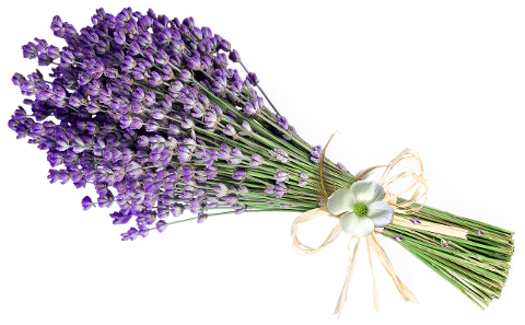 lavender-bouquet-plant-floral-6109000
