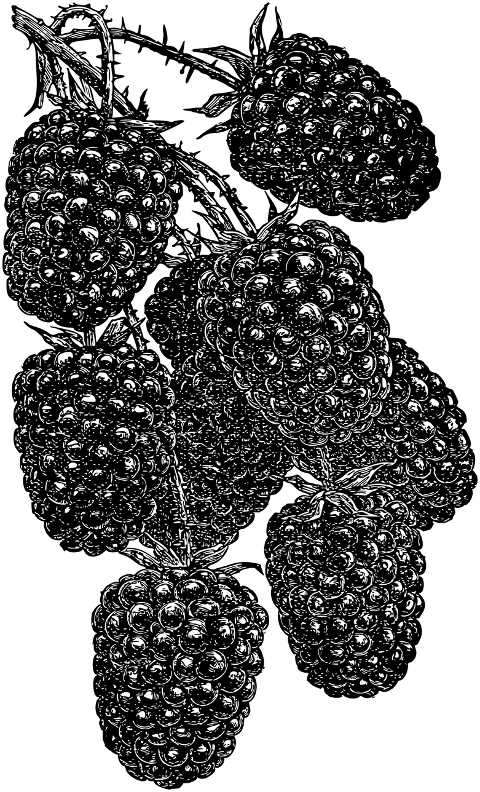 blackberry-fruit-sketch-line-art-7290258