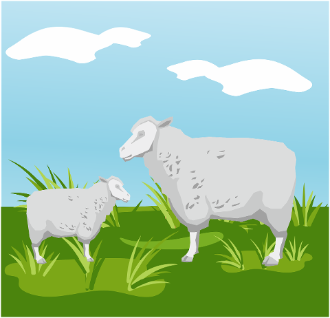 sheep-farm-animal-farming-garden-7019972