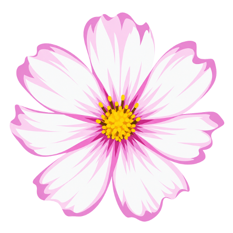 pink-cosmos-cosmos-flower-10490083