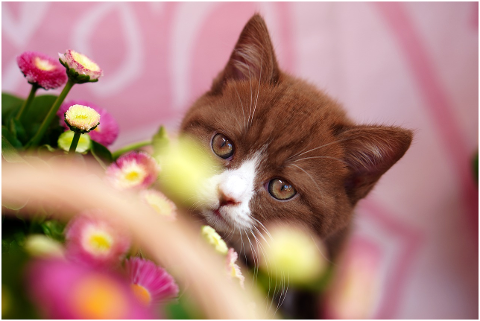 cat-feline-flowers-whiskers-pet-6021068
