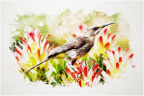 sugarbird-bird-animal-wildlife-6194326