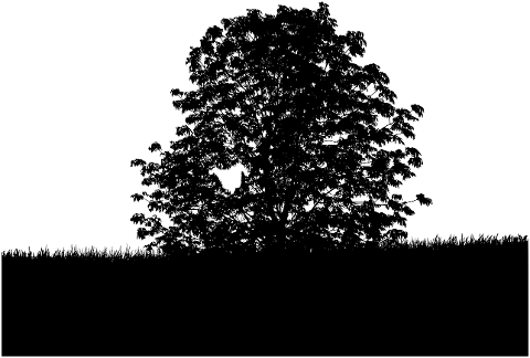 tree-nature-monochrome-silhouette-6785102