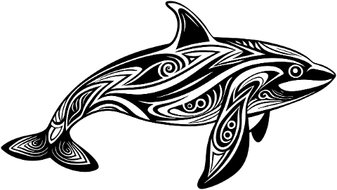 orca-killer-whale-aquatic-marine-8853347