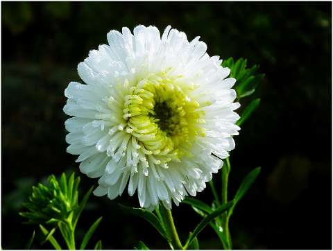 flower-aster-petals-plants-violet-6059293