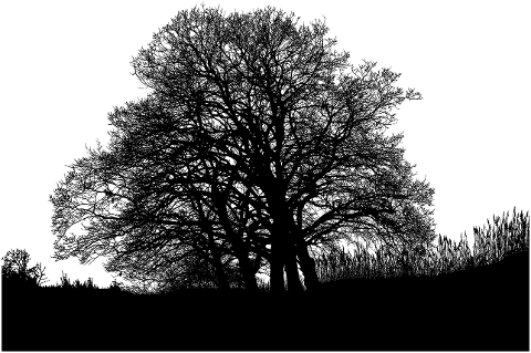 trees-forest-silhouette-landscape-6476537