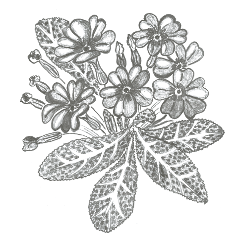 primrose-spring-bloom-blade-botany-6920234