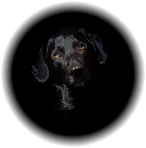 dog-canine-lab-cute-portrait-5992996