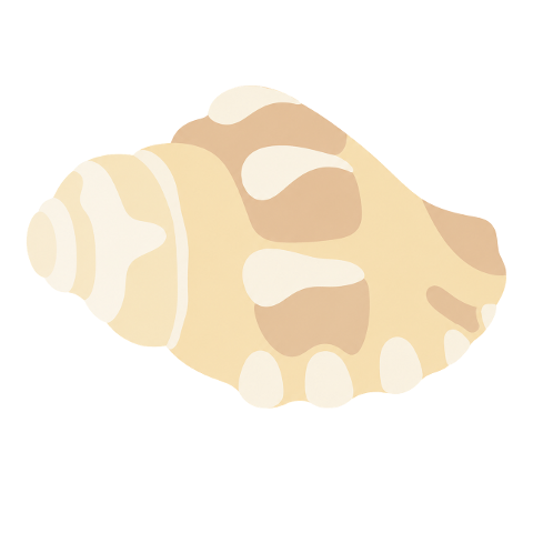 shell-seashell-spiral-beach-theme-10353921