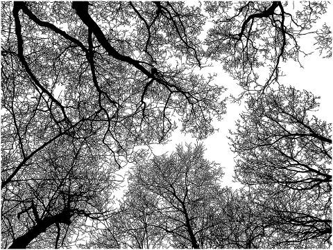 forest-trees-silhouette-canopy-sky-7647676