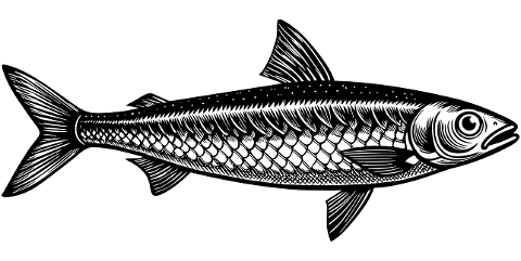 sardine-fish-animal-aquatic-marine-8853363