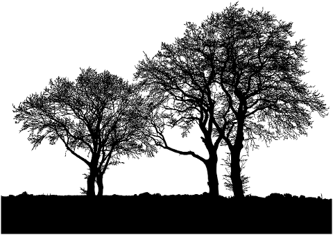 trees-silhouette-landscape-branches-6810475