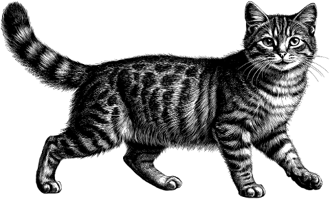 animal-cat-kitten-cutout-sketch-8836738