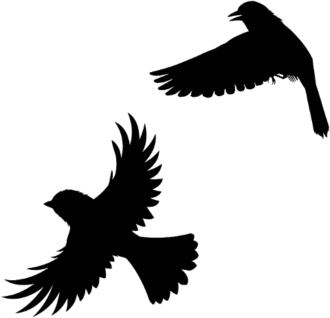 bird-silhouette-wings-feathers-7163044