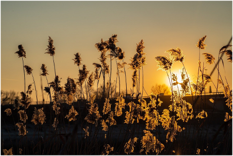 reeds-sunset-silhouettes-reedy-6073842