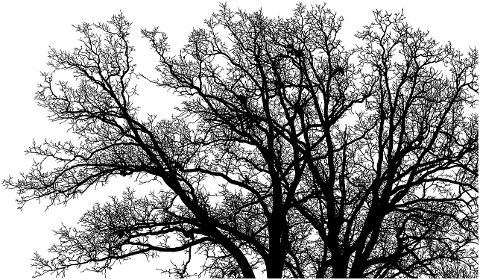 trees-silhouette-landscape-branches-6863926