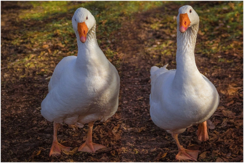 geese-birds-animals-white-geese-6055326