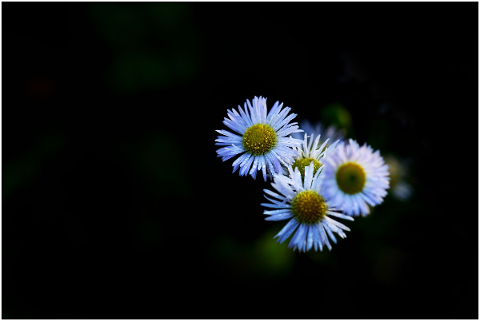 daisy-fleabane-flowers-plant-5723457