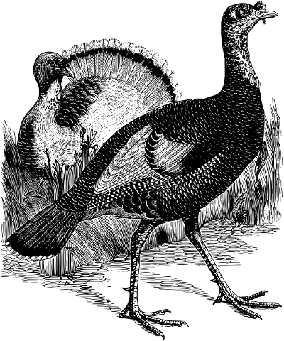 turkey-bird-line-art-thanksgiving-4333748