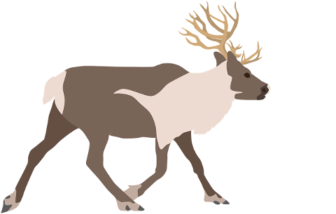 reindeer-deer-antler-animals-7405606