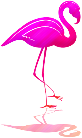 flamingo-with-shadow-pink-flamingo-4794401