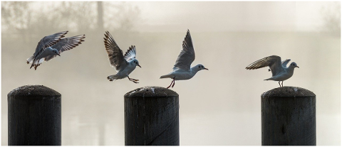 gulls-seagull-flying-birds-4634307