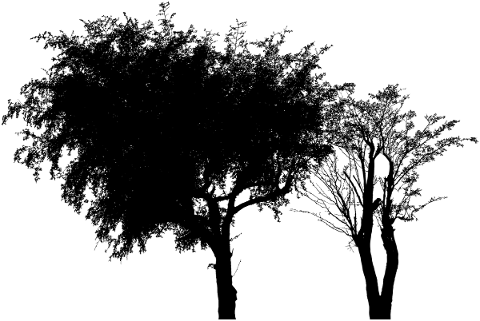 tree-landscape-silhouette-plant-5081319