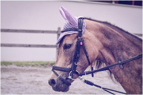 horse-pony-horse-head-riding-school-6053984
