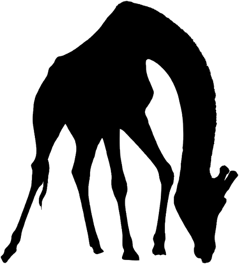 giraffe-animal-silhouette-mammal-8576040